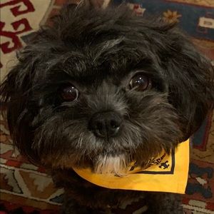 Meet your Posher, Bruce